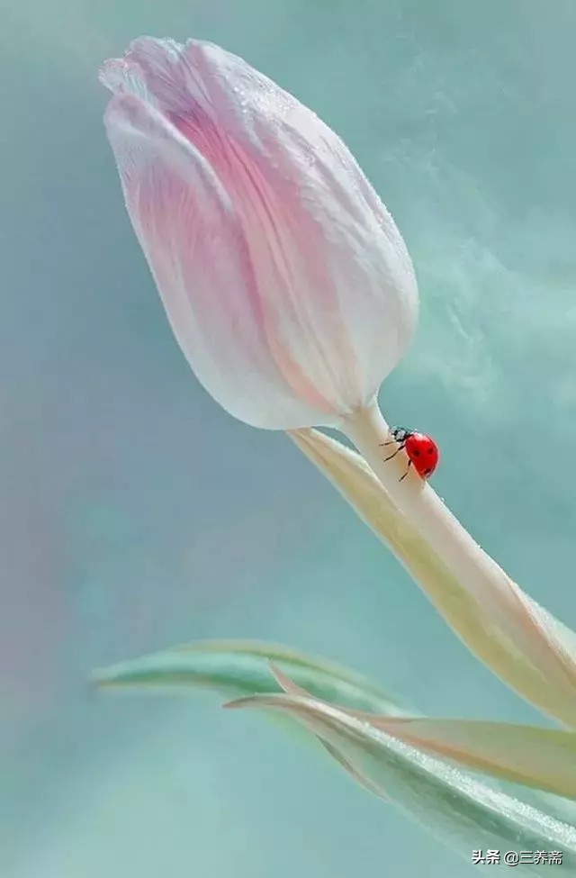 夜宿山寺李白古诗背诵,夜宿山寺古诗李白动画讲解