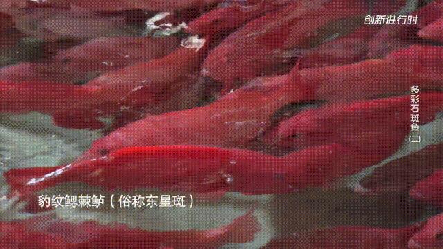 一条石斑鱼,一条石斑鱼一碗白饭