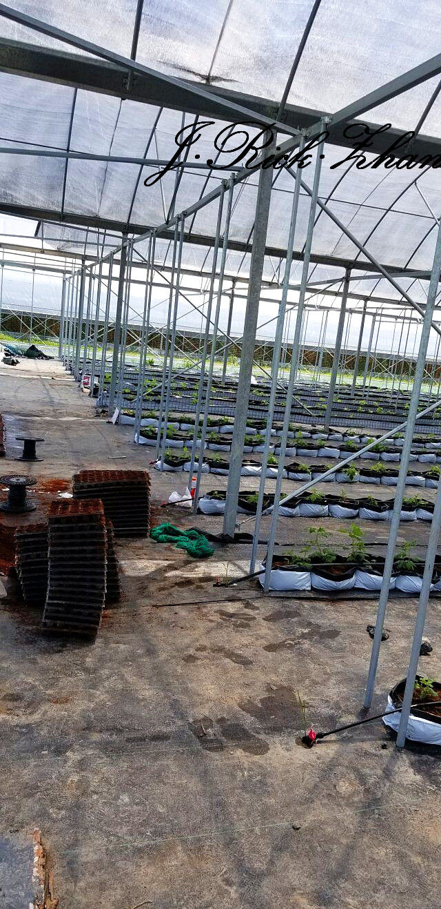 如何种野生树莓,树莓果的种子怎么种植