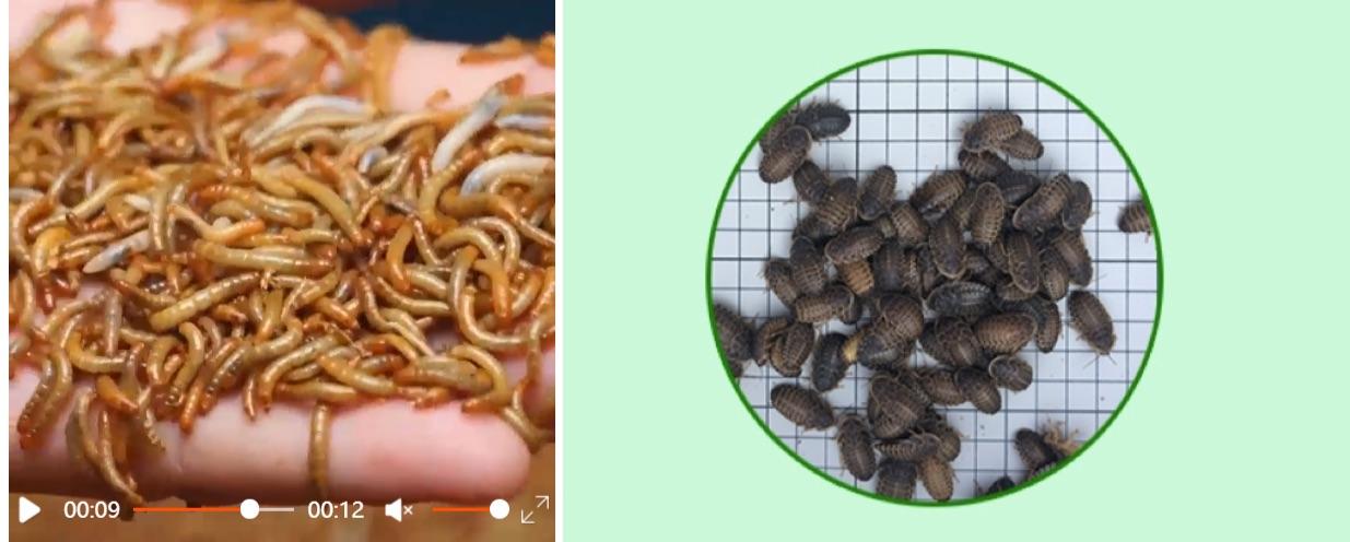 怎么养爬宠守宫,爬宠守宫怎么养