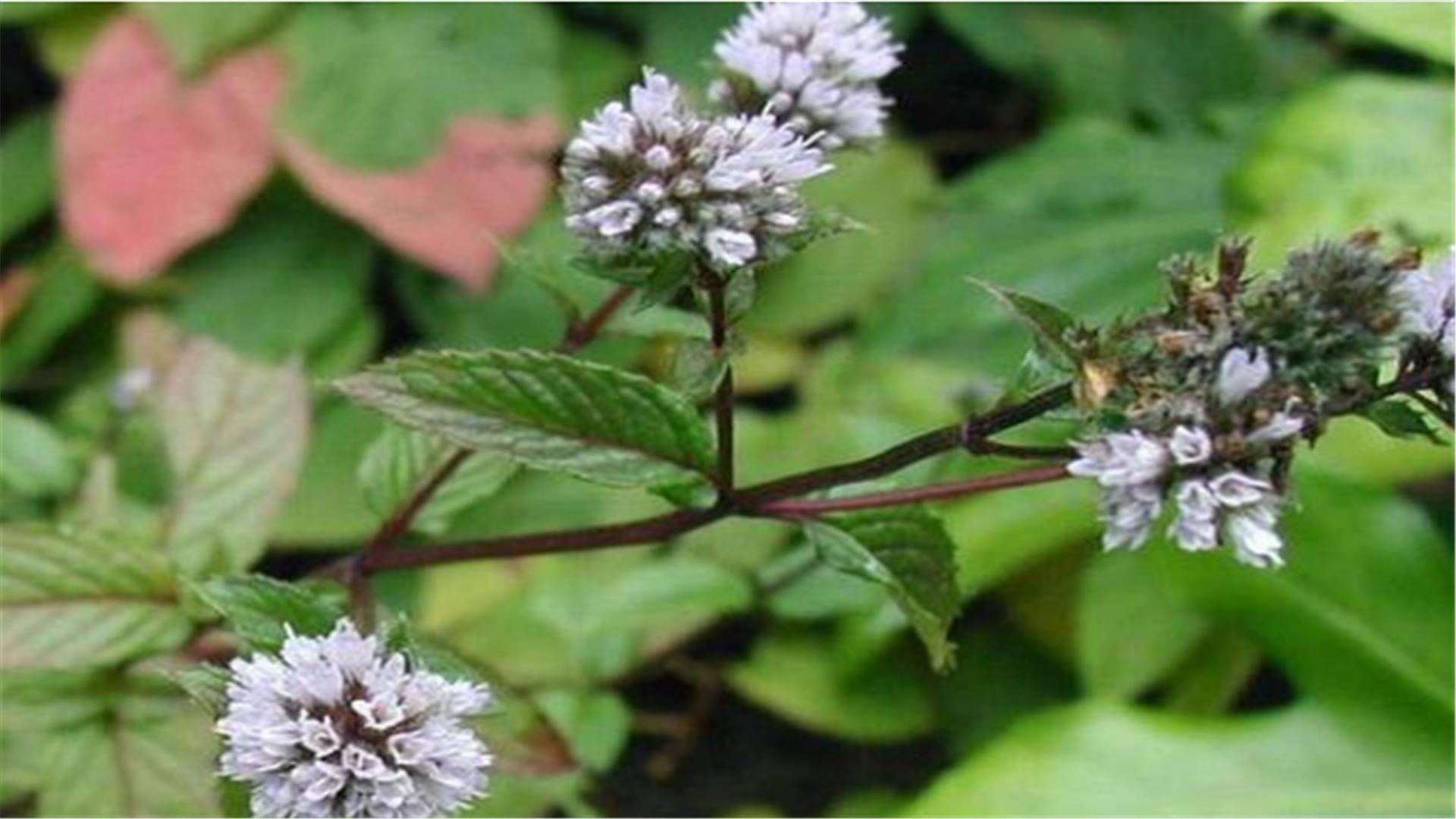 小盆栽植物薄荷盆栽,什么薄荷盆栽好吃又漂亮