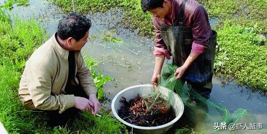 小龙虾养殖技术及收益分析,100斤小龙虾苗投喂饲料方法