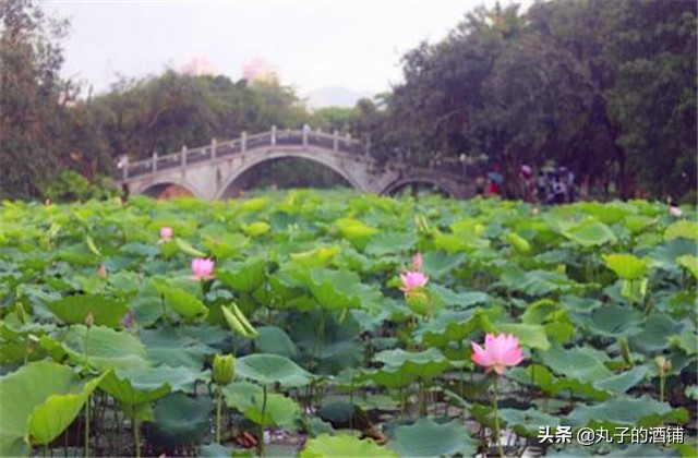 活动赏荷观光让你沉醉在这个夏天,这个夏天来苏州赏荷吧