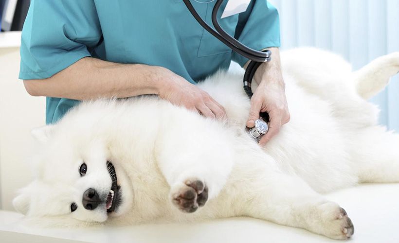 怎样区分狗狗假孕和怀孕,怎么判断狗狗真怀孕还是假怀孕