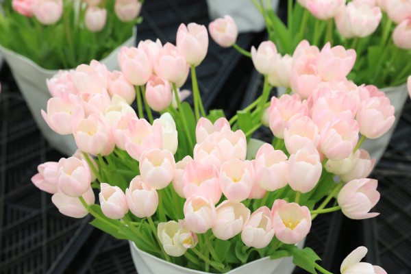 森林花海亲子游攻略,森林公园亲子游推荐