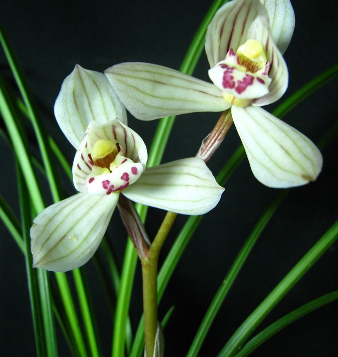 大理云龙县莲瓣兰,莲瓣兰滇西红缘