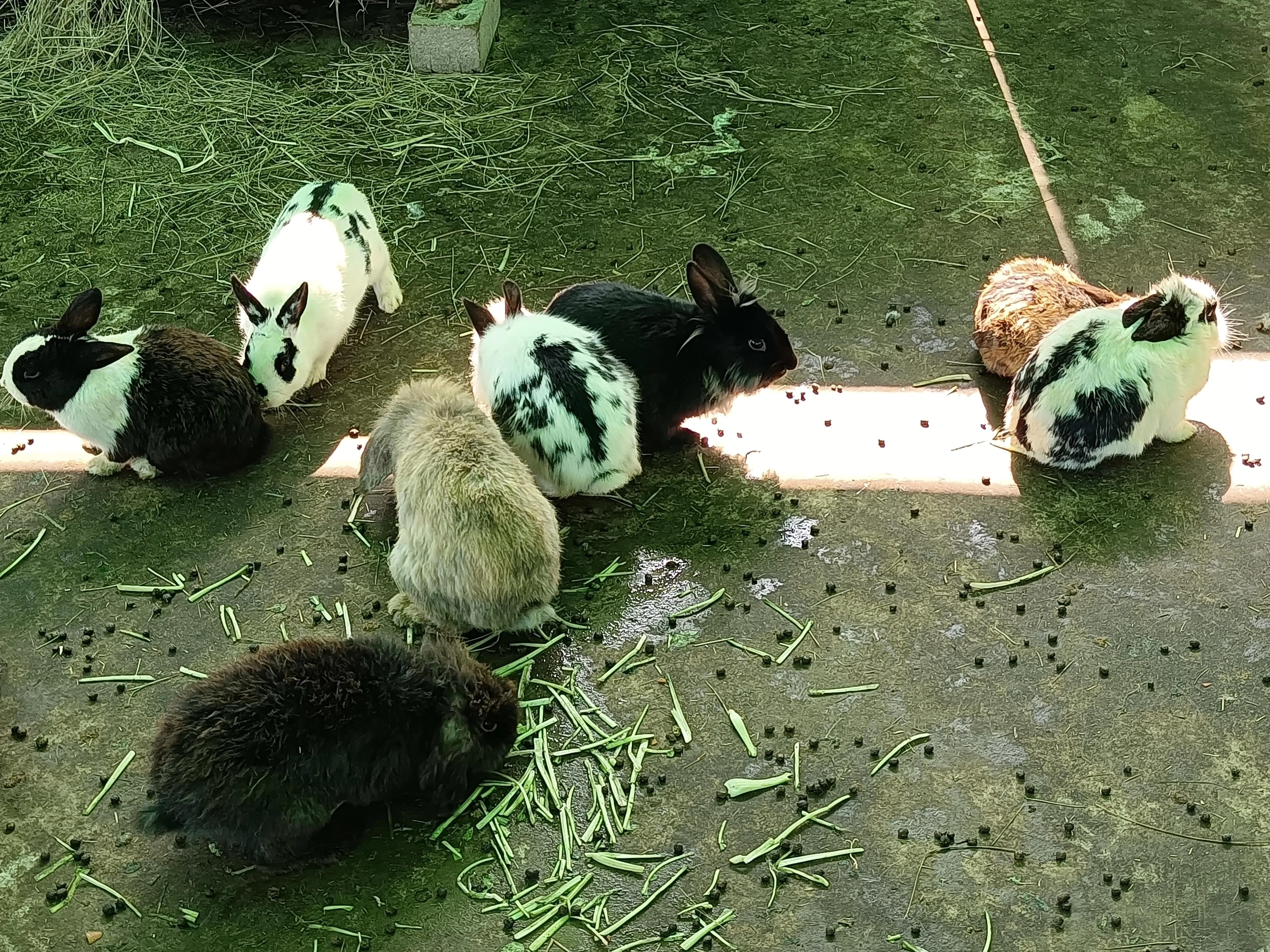 上方山森林公园作文,上方山森林公园动物世界