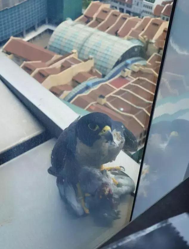 新加坡市中心天降猛禽，窗前生吃鸽子