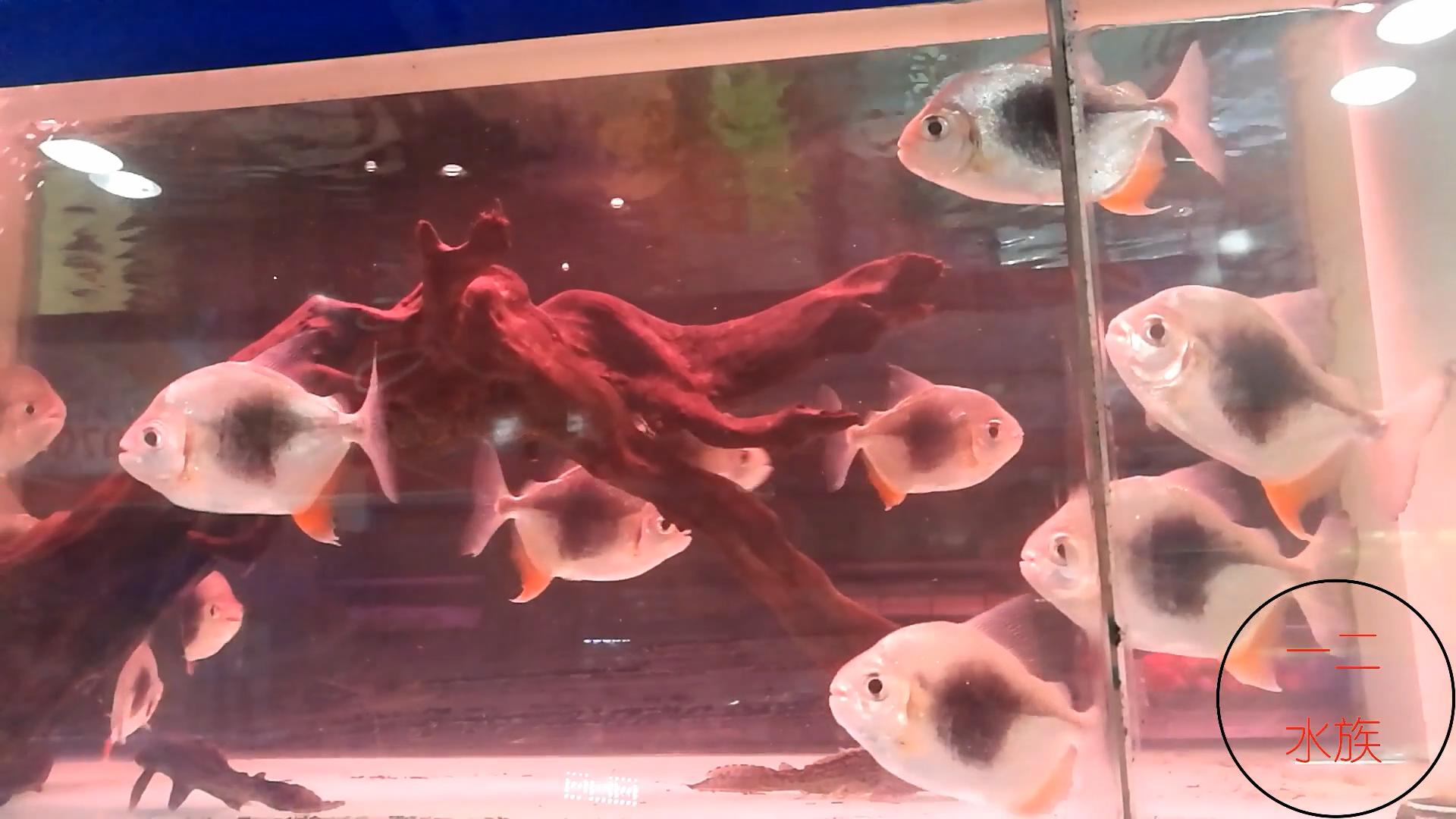 鱼缸里放酸奶有什么效果,鱼缸加酸奶能建立硝化细菌么