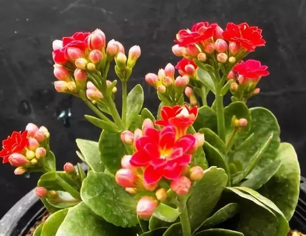 十大吸毒绿植排行榜,室内绿植吸毒王怎么养