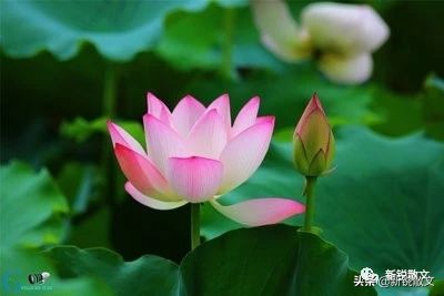 荷叶、苇根、茶，博斯腾湖的礼物把唇齿的味蕾搅得乱英纷飞