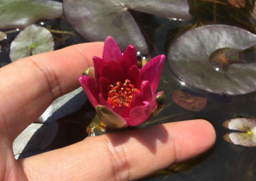 睡莲养护方法教程图解简易,怎么才能让水养睡莲开花