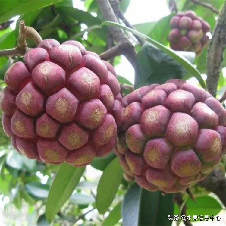 国内好吃的热带水果有哪些,小众水果推荐