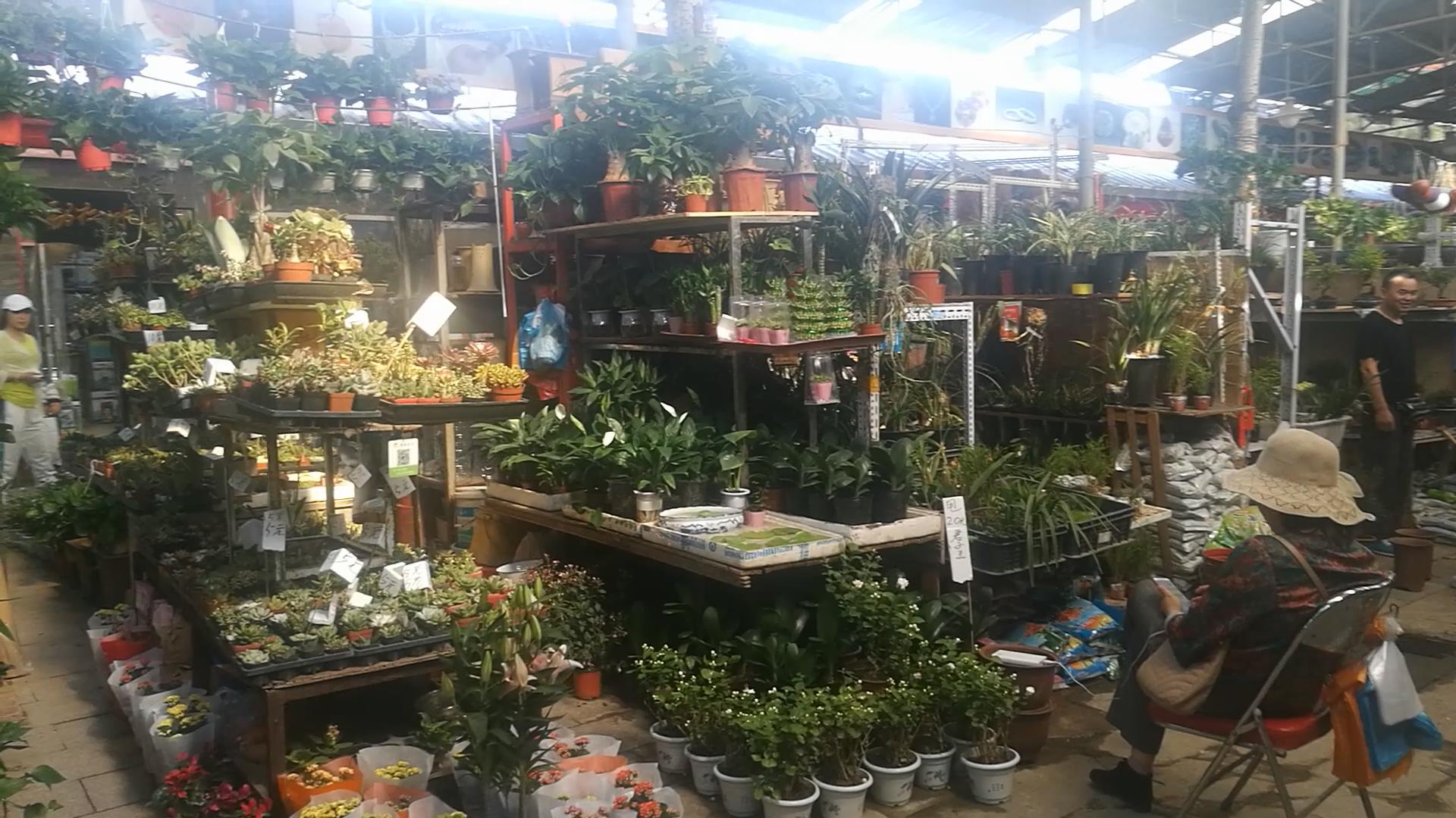 北京十里河鱼市，都说它拆了，我却看到了综合性的水族市场