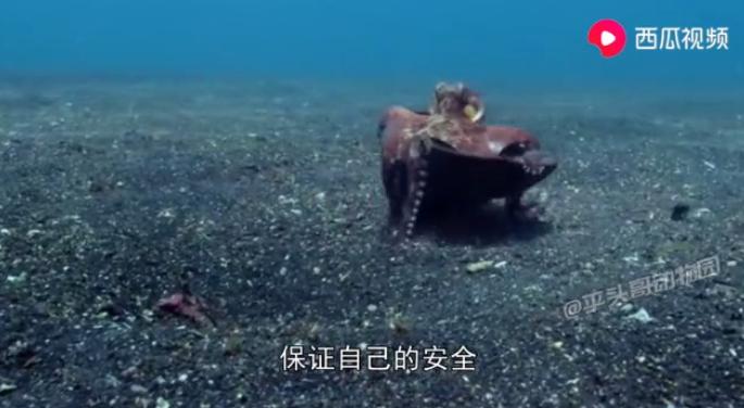 章鱼智商那么高怎么没统治地球,八爪章鱼的智商相当于人类几岁