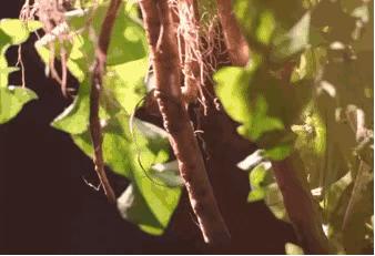 清肝火排肝毒拿什么泡水喝,清肝火排肝毒吃什么中药煮水