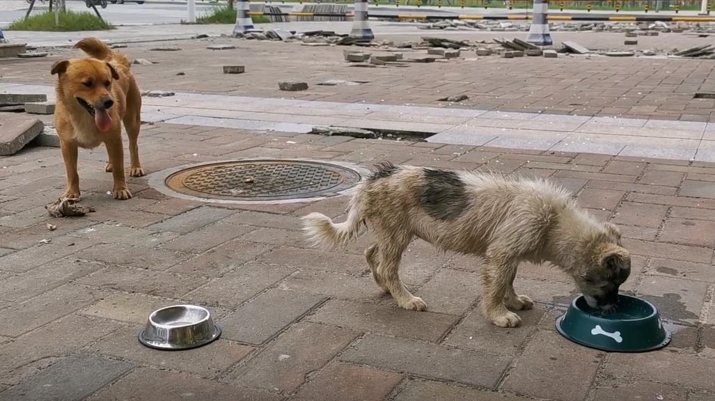 两只被遗弃的小流浪狗,流浪狗被收养后两只大狗不吃不喝