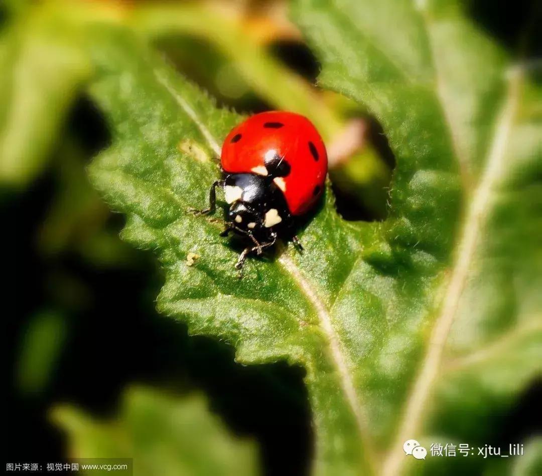 冬眠的瓢虫,小马宝莉瓢虫醒了是哪一集
