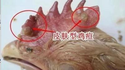 鸡身上有了鸡痘怎样治,鸡起了鸡痘是什么症状
