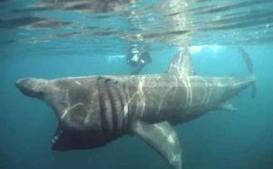 吃鱼翅犯法吗,吃鱼翅犯不犯法