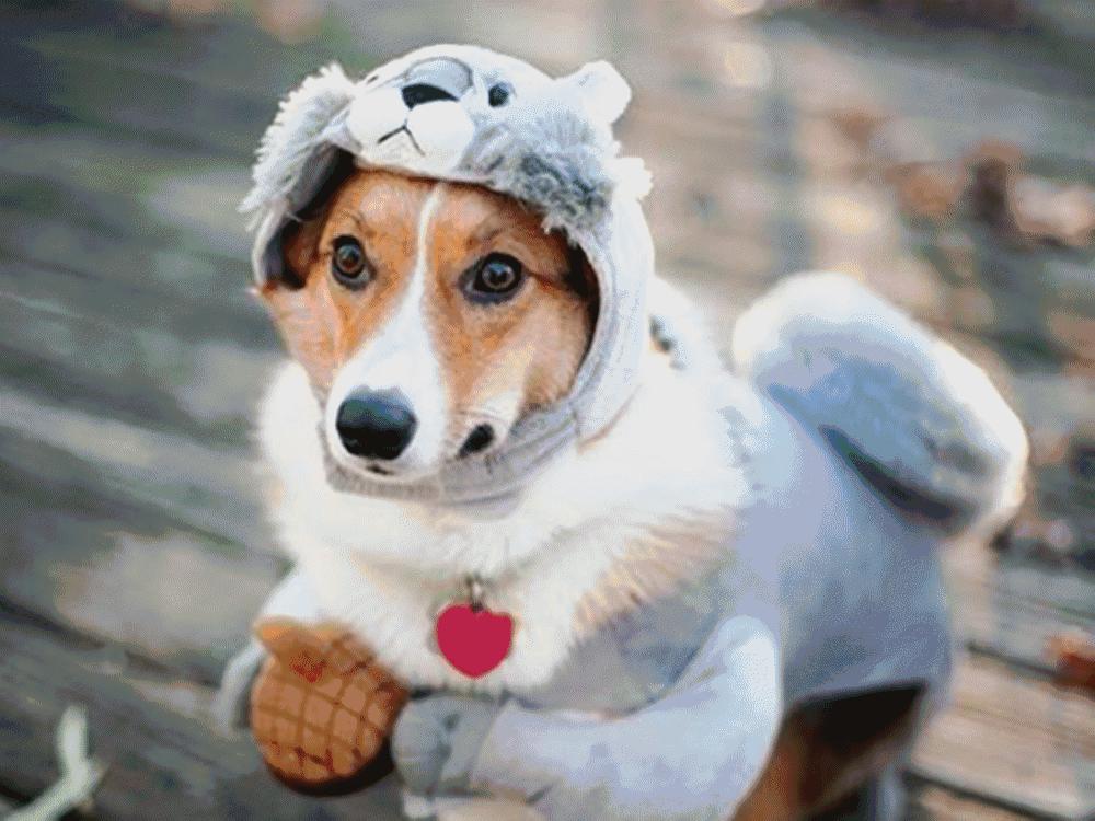 孕妇养狗狗要注意哪些,孕妇怀孕期间适合养狗吗