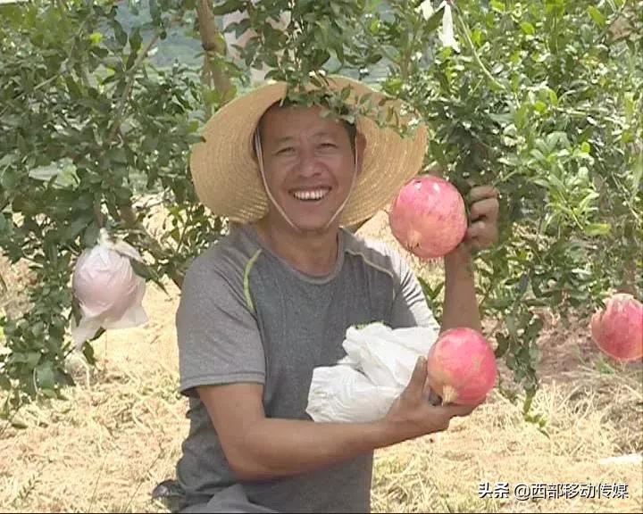 易门软籽石榴,易门突尼斯软籽石榴