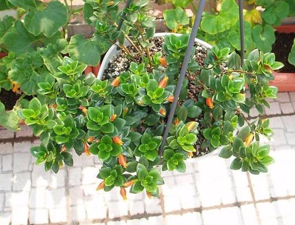 教你怎样养出一盆上好的金鱼吊兰,金鱼吊兰怎么养才能长得更茂盛