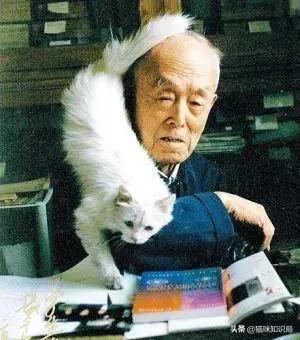 南宋哪位诗人爱养猫曾为猫写诗,南宋哪位诗人养猫还为猫写诗