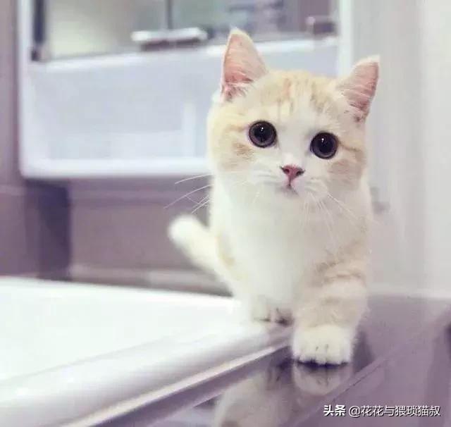 自制好吃猫粮,自制猫粮最简单方法