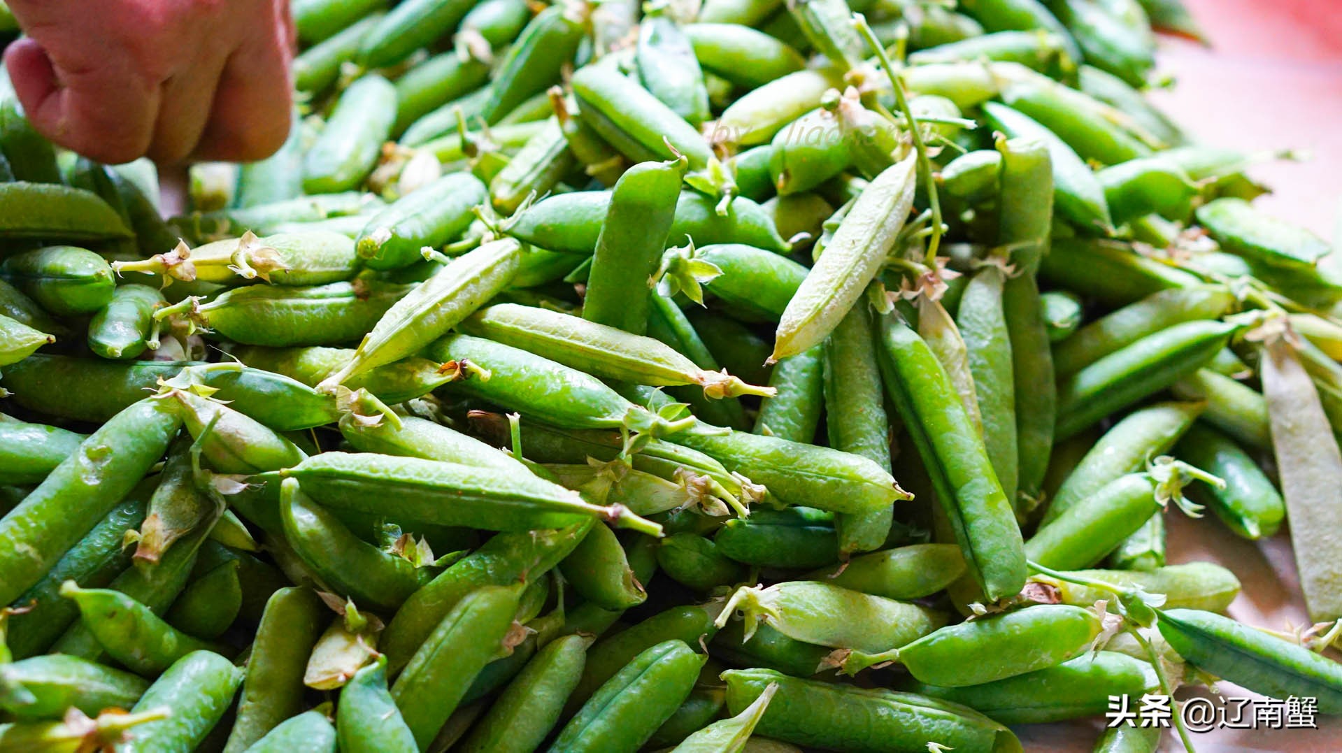 豌豆玉米可以冷冻吗,玉米豌豆保存