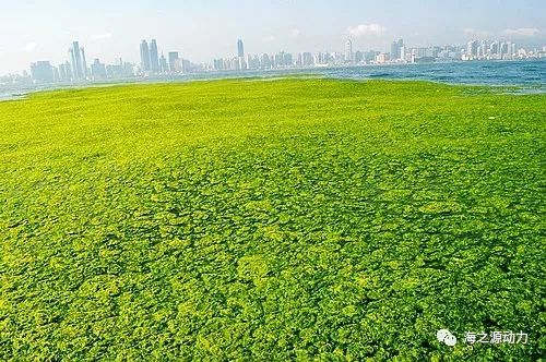 浒苔营养成分分析与投喂刺参试验