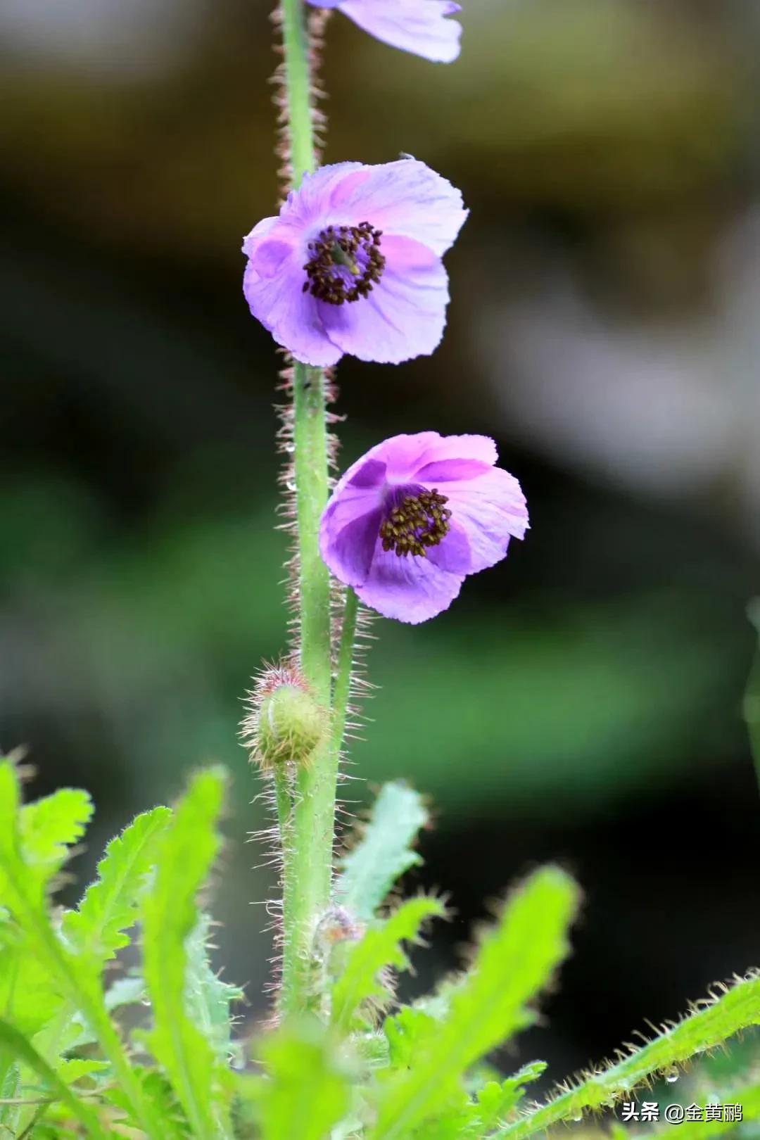 为什么云南女人长相好看,云南真的很漂亮吗
