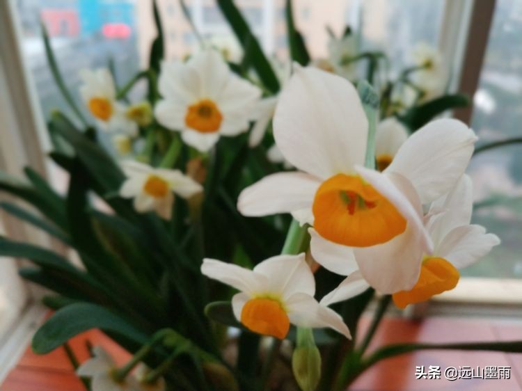 2020新年到、昆明暖冬迎春来，又是一年水仙花开、淡香飘逸的季节