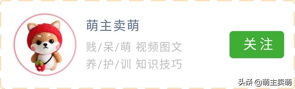 阿拉斯加犬下崽后没奶怎么回事,阿拉斯加产后吃什么