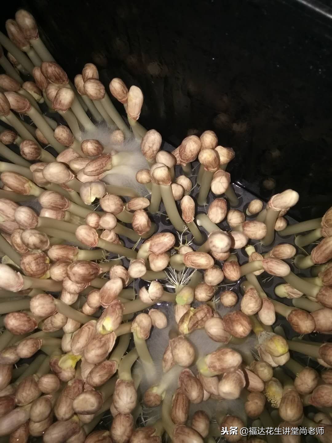 如何防止花生芽长白毛,现在花生白绢病怎么治