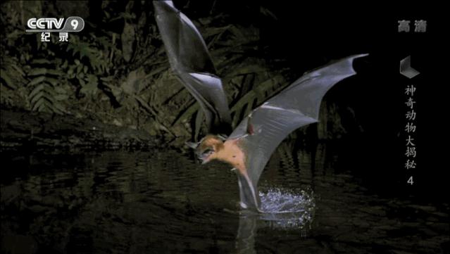 蝙蝠为什么是背锅侠,蝙蝠真实纪录片