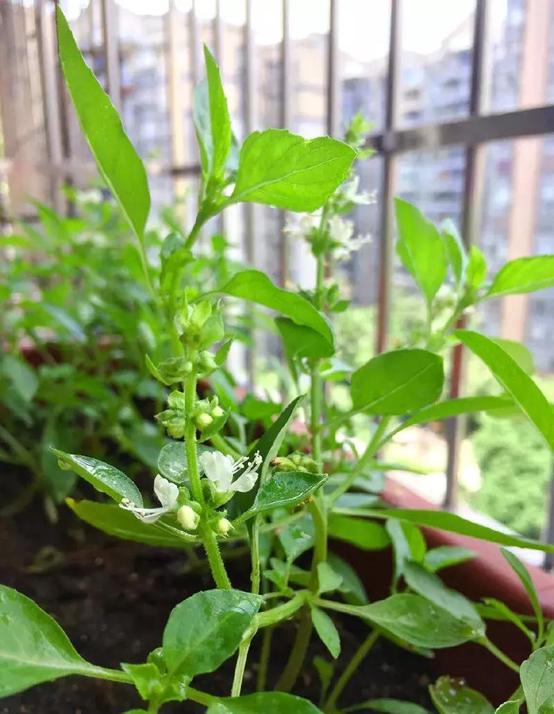 小众且美味的蔬菜,惊艳爽口的蔬菜