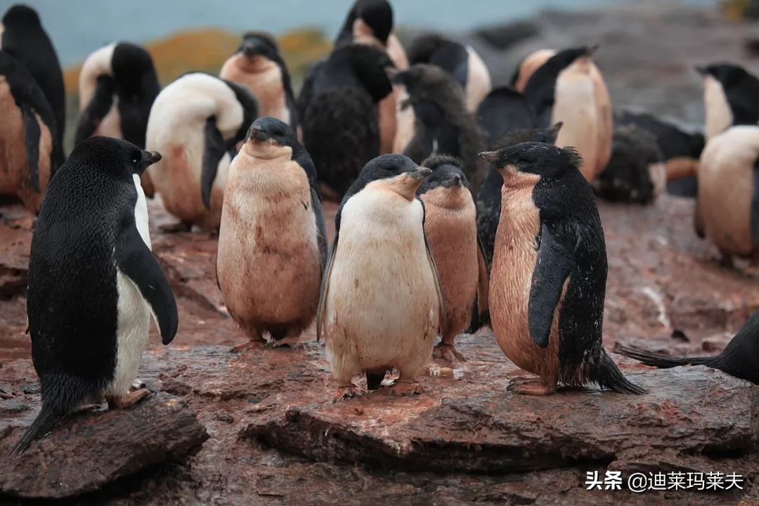 企鹅到底算不算鹅呢,企鹅是一群好的鹅吗