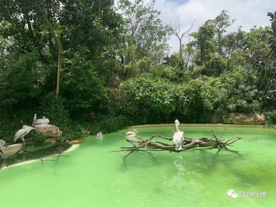 珠海长隆企鹅海洋王国攻略,珠海长隆海洋王国攻略2天亲子游