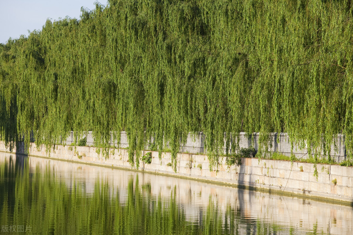 一丝杨柳千丝恨图片,一丝杨柳千丝恨