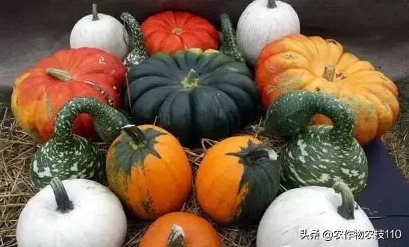 印度瓜种植技术视频,印度南瓜养殖技术