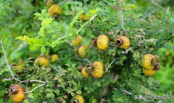 梨的种植与价值,梨的亩产及收益