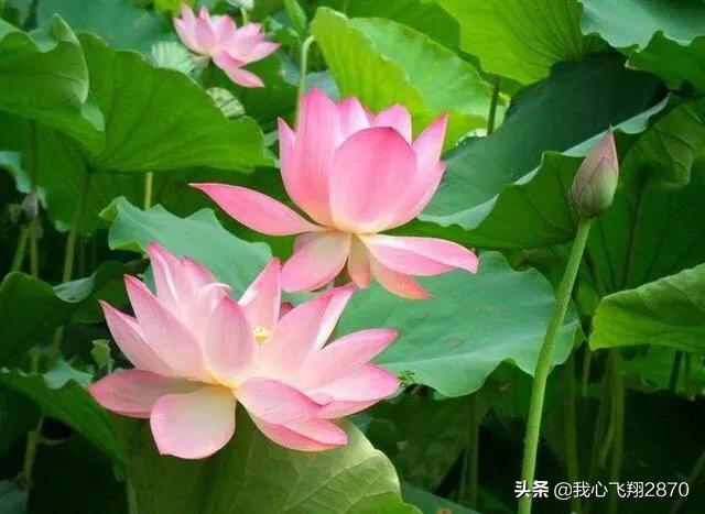 杨万里写荷花的诗小荷才露尖尖角,杨万里的荷花诗