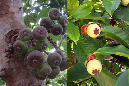 山竹号称水果皇后营养高,为什么山竹会被称为水果皇后