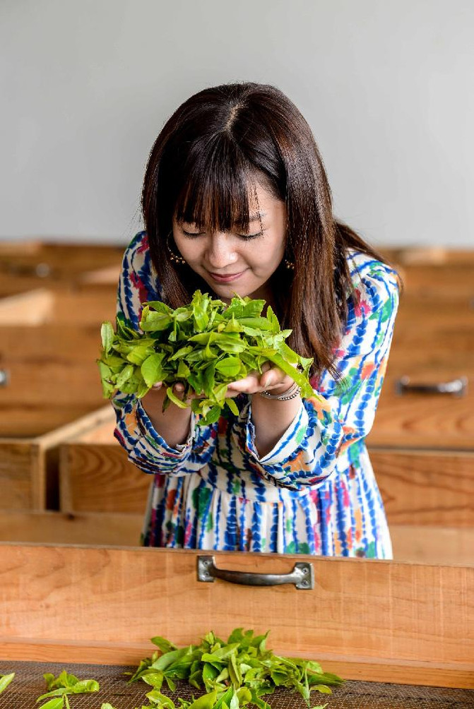 云南普洱茶山制茶全实录,云南古茶制茶方法有哪些