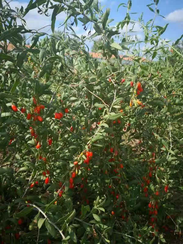 脱贫致富路上的巾帼能手——记赤峰市巴林右旗幸福之路苏木胜利村刘淑凤事迹