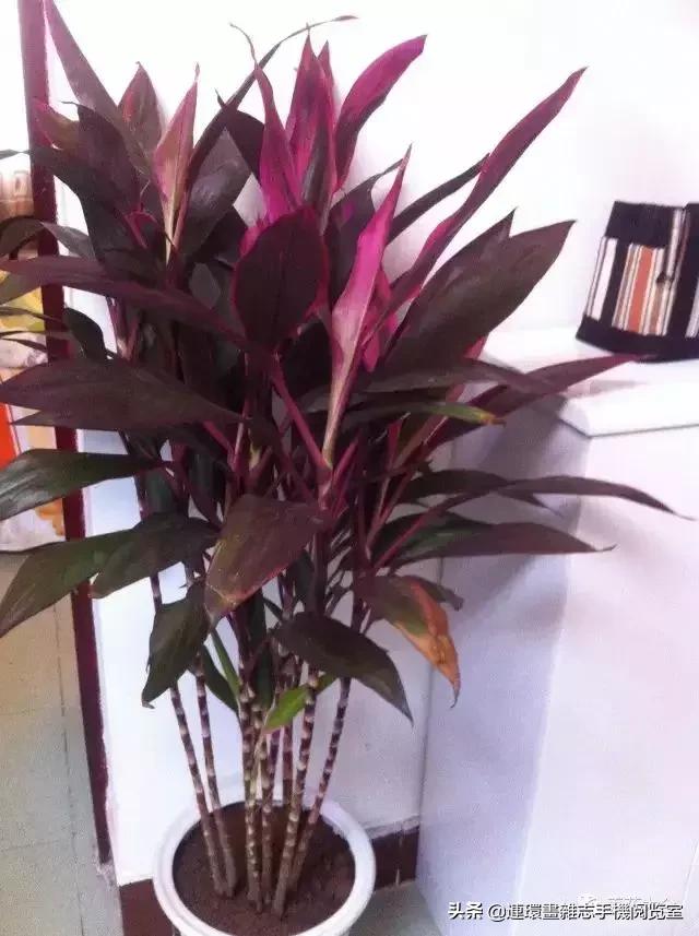 100种常见花卉植物图谱,100种花卉素描图谱