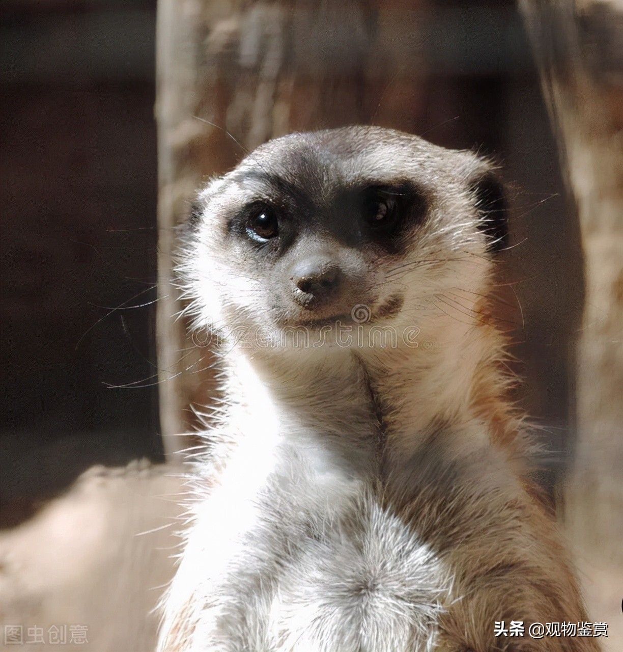猫咪会捕食黄鼠狼吗,猫咪捕食大黄鼠狼