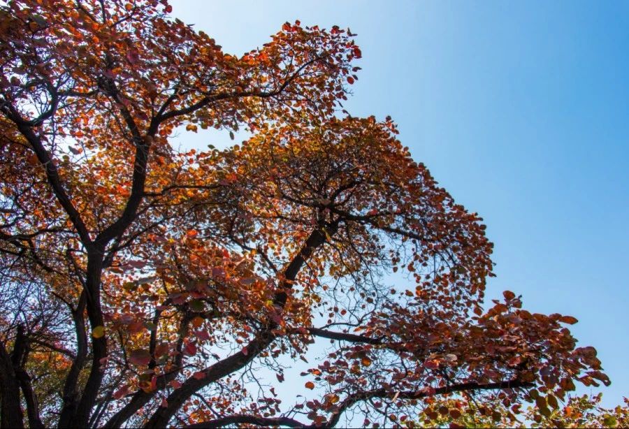 郑州漂亮的秋色风景,郑州的这些湖畔藏着最美的秋色