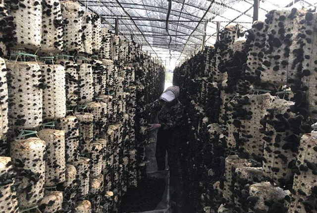 小木耳养殖致富,小木耳菌种怎么种植呢